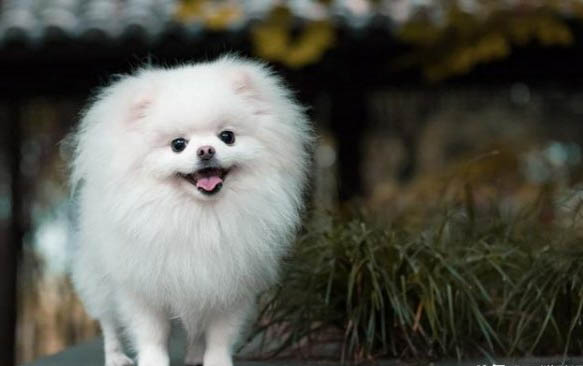 博美犬哪里买