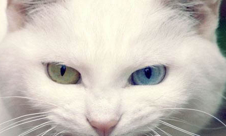 猫到了新环境后腿抖是什么原因