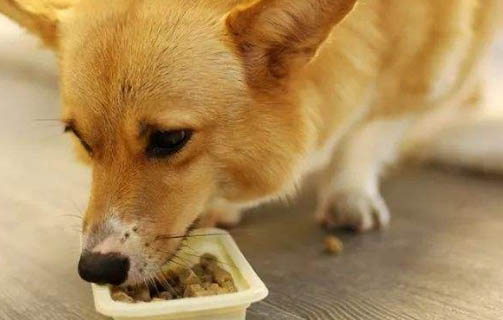 幼犬感冒流鼻涕用什么药好