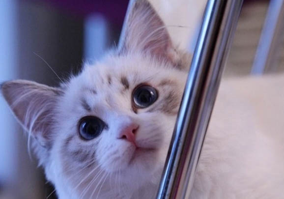 纯种布偶猫多少钱一只