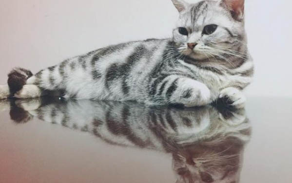 猫吃猫草后就吐了一滩黄水