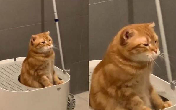 一周大的小猫该如何喂养?