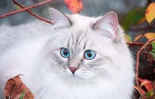 猫咪趾间炎症状有哪些