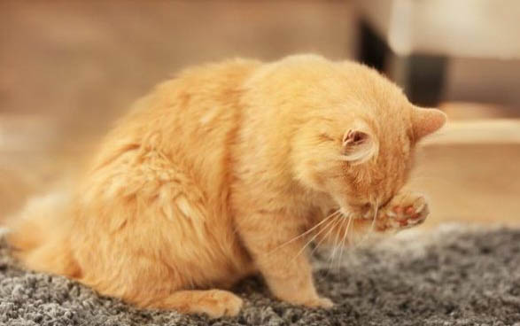 请问猫咪呕吐的原因及处理方法?