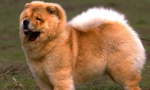 少有人养松狮犬的原因及处理方法