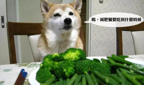 狗狗感冒了吃什么药啊