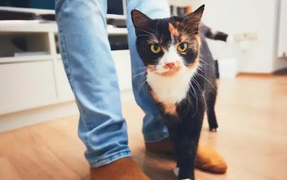 请问猫咪呕吐的原因及处理方法？