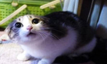 农村喂小土猫吃什么