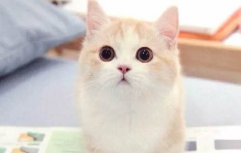 猫咪几个月做绝育最好