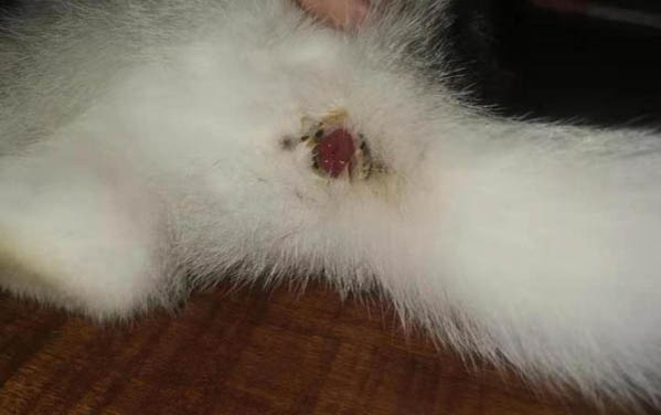小猫咪怎么教不咬人