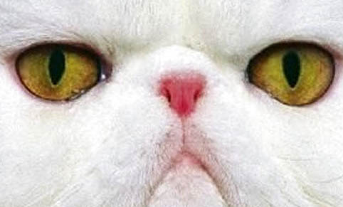 猫咪哪个部位不能打