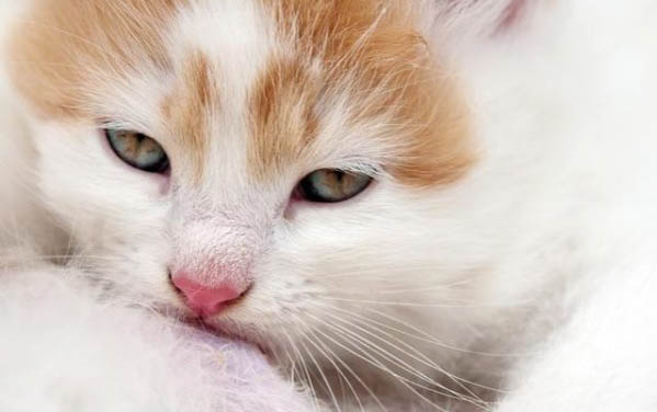 猫咪体重对照表