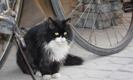 流浪猫为什么不吃东西