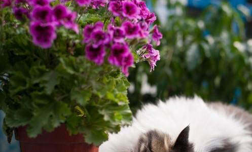 猫猫的应激反应