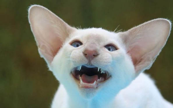 猫猫打喷嚏是感冒了吗?