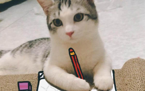小猫可以闻电蚊香液吗