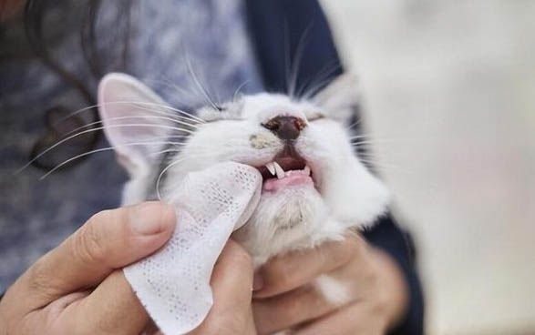 猫咪一到晚上就叫怎么办