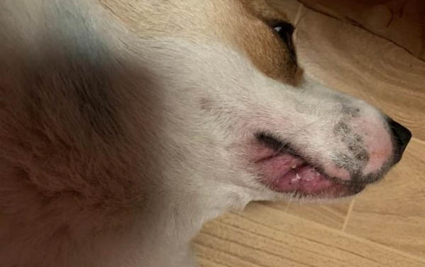 狗狗可以吃橙子吗?