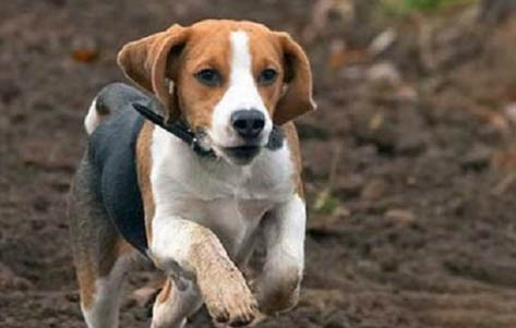 比格犬会跟陌生人走吗?