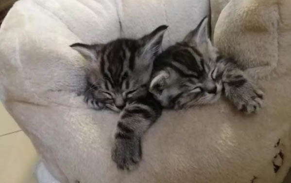 小猫晚上叫的原因及解决方法