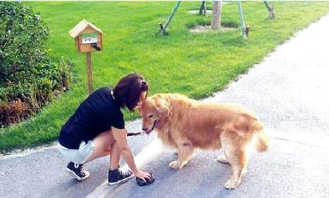 棉花面纱犬哪里有卖