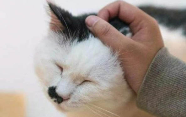 小猫多大开始吃猫粮