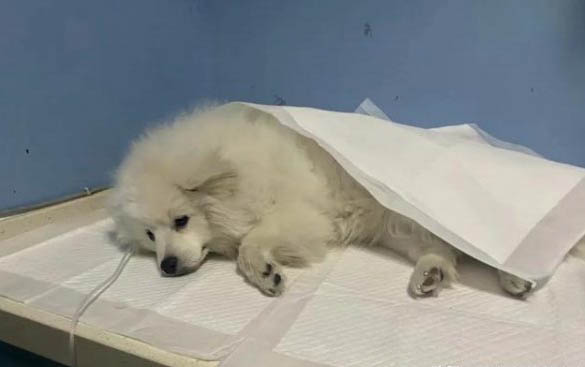 狗狗四脚朝天扭动的原因及处理方法