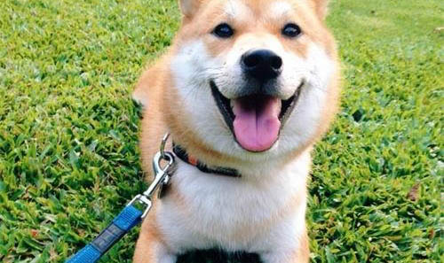 狗狗初次交配注意事项