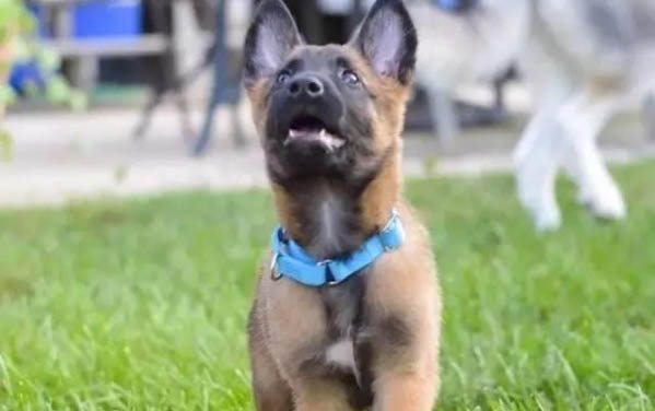 狗狗得了狂犬病会有哪些症状