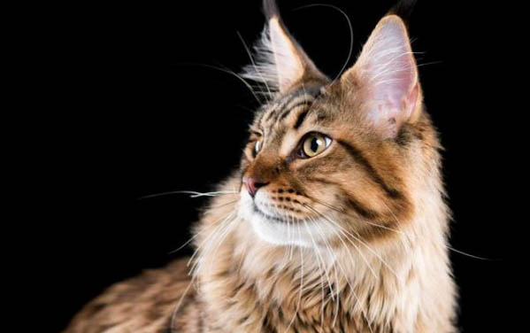 请问猫咪呕吐的原因及处理方法?