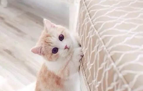 猫咪鼻腔出血死亡的原因及处理方法