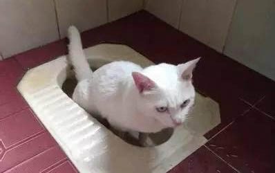 小猫怎么辨别公母
