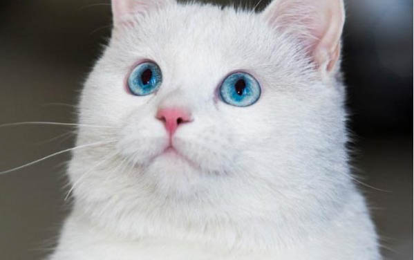 猫咪增肥可以吃什么