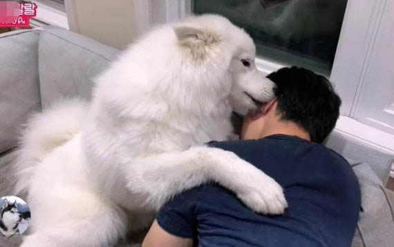 萨摩耶犬生病了会有哪些表现