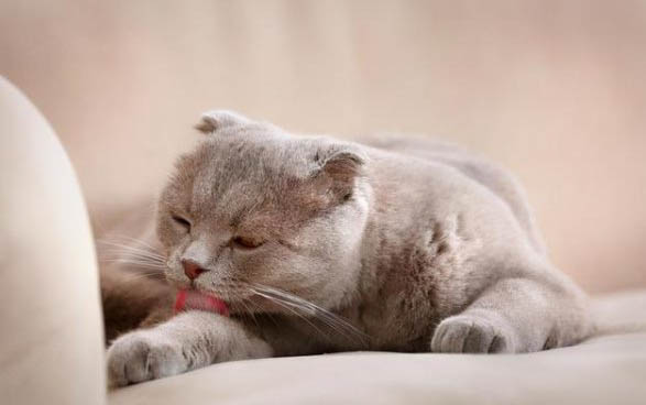 猫咪沐浴露什么可以代替