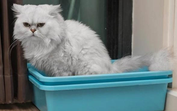小猫抓伤出血有事吗?
