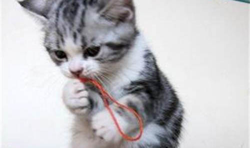 猫咪眼睛发红流眼泪怎么回事