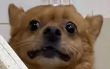 狗狗可以吃蛋黄吗