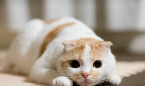 猫咪对主人的记忆有多久?