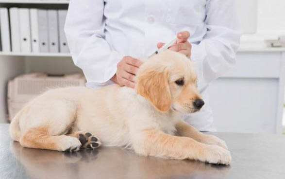 幼犬狗瘟能治好吗