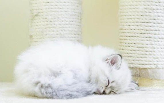猫咪难产症状