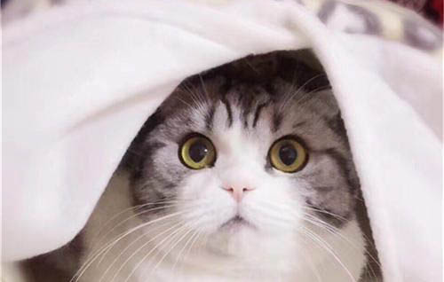 猫咪得了胰腺炎怎么治疗？