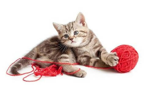猫咪主食罐头推荐
