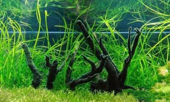 河水可以养鱼吗