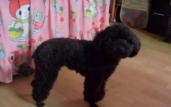 泰迪犬和比熊犬哪个好养