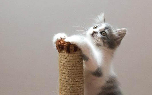 的小猫可以吃西瓜吗