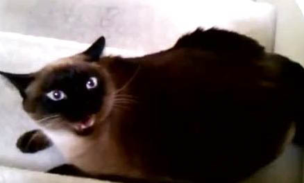 暹罗猫和布偶猫的区别