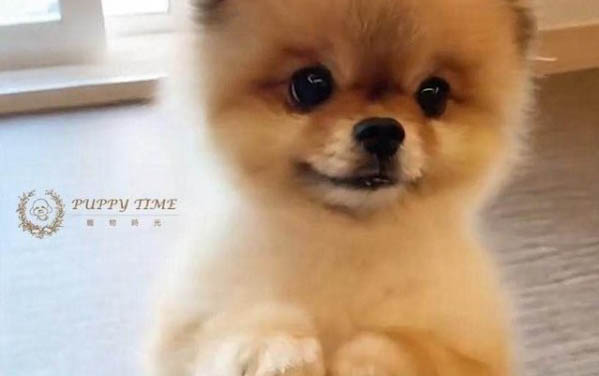 夏天怎么预防狗狗中暑