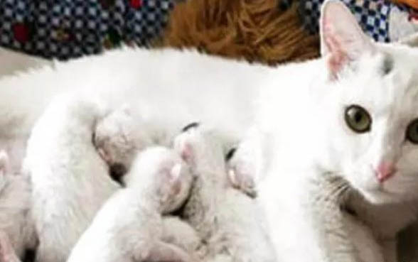 猫咪怀孕后几个月生宝宝