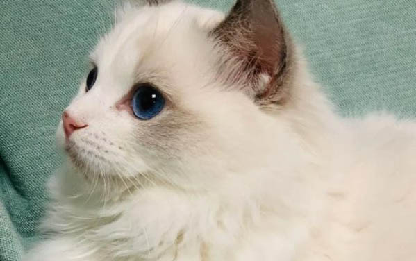 布偶猫手套色1000值吗